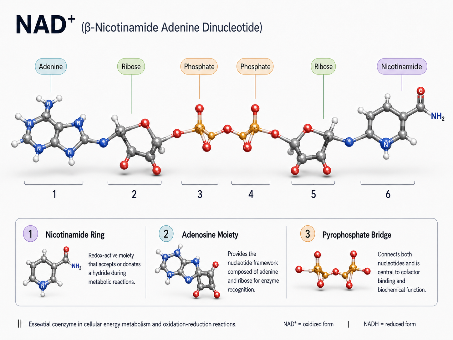 NAD+ molecular structure
